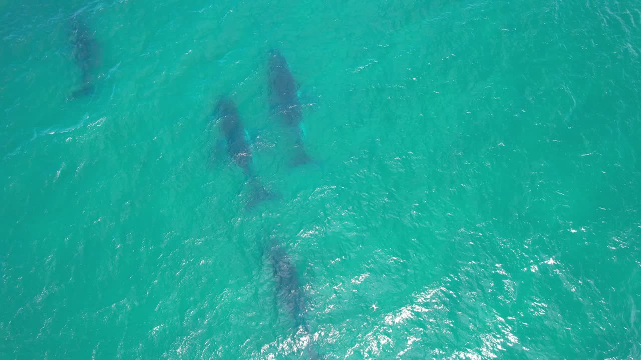 Overhead View Of Humpback Whale Swimming Under The Deep Blue Sea Seen Through The Surface Of Clear Water