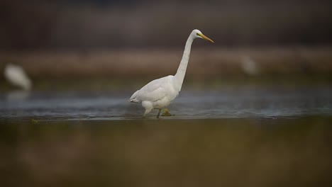 Silberreiher-Angeln-Im-Teich