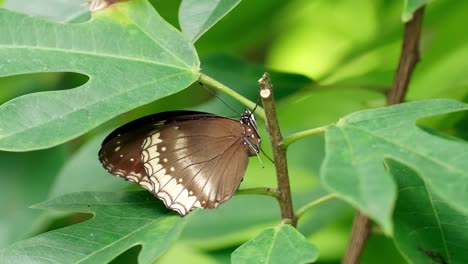 Schmetterling-Auf-Dem-Ast-Im-Naturgarten