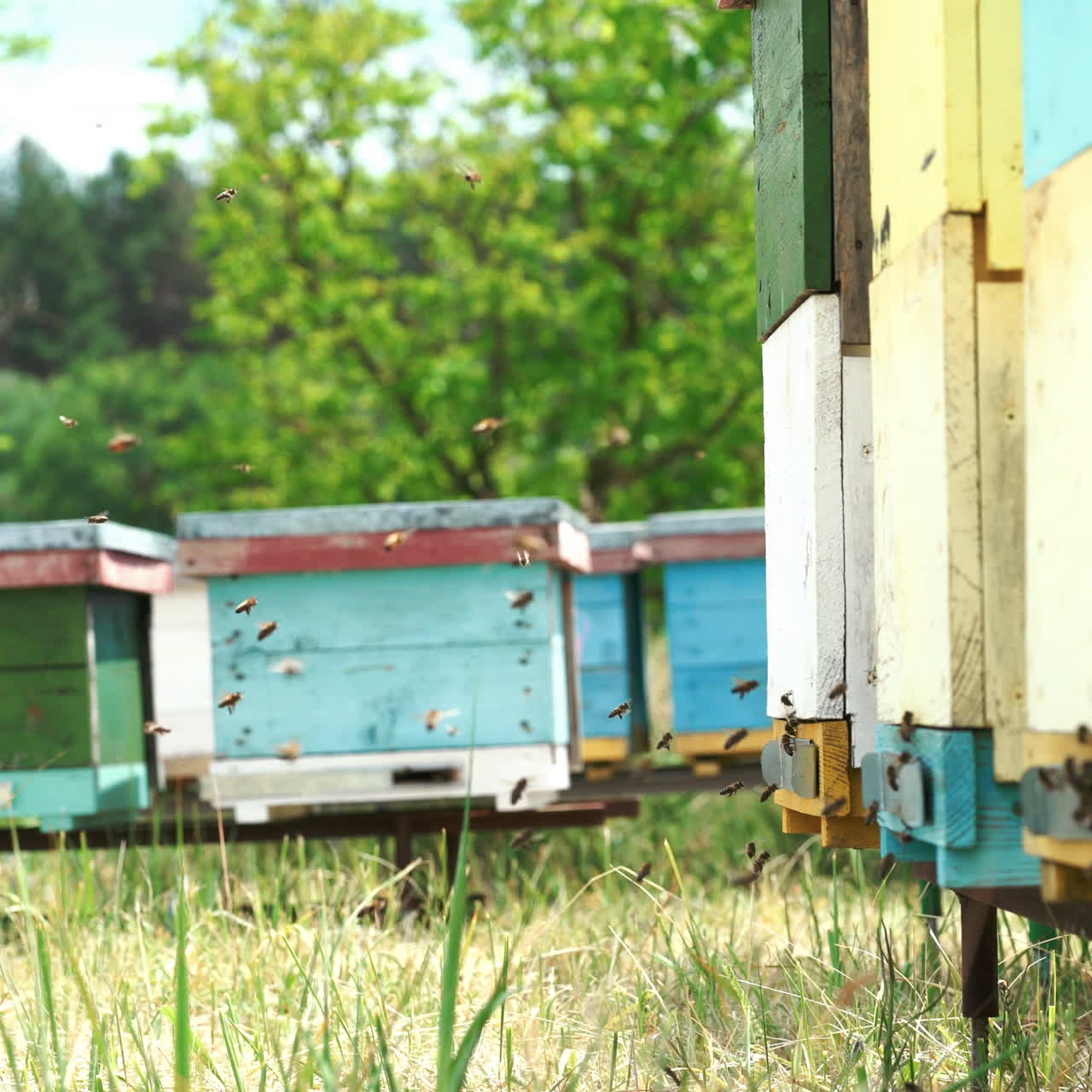 Honey bees swarming and flying around their beehive. Apiculture.