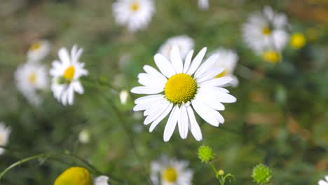 Zeitlupenvideo-Von-Weißen-Blumen,-Die-Von-Einem-Sanften-Wind-Verweht-Werden