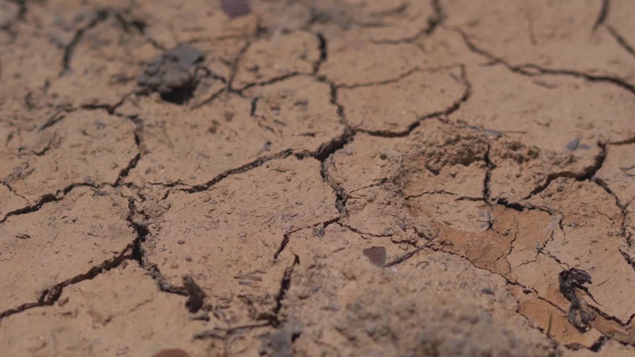 건기에 작은 풀 식물이 있는 갈라진 연못 표면이 있는 건조의 클로즈업 보기