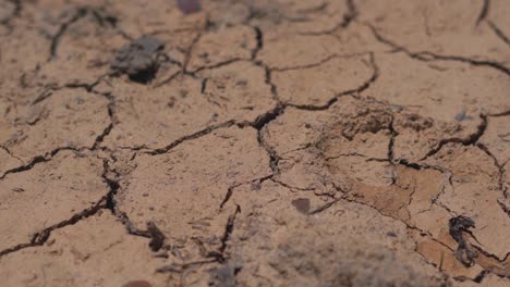 Close-up-view-of-dry-with-cracked-pond-surface-with-small-grass-plants-at-dry-season