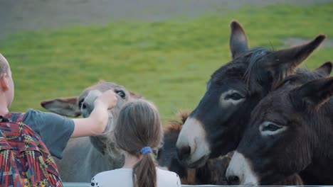 close up of adorable kids feeding mules