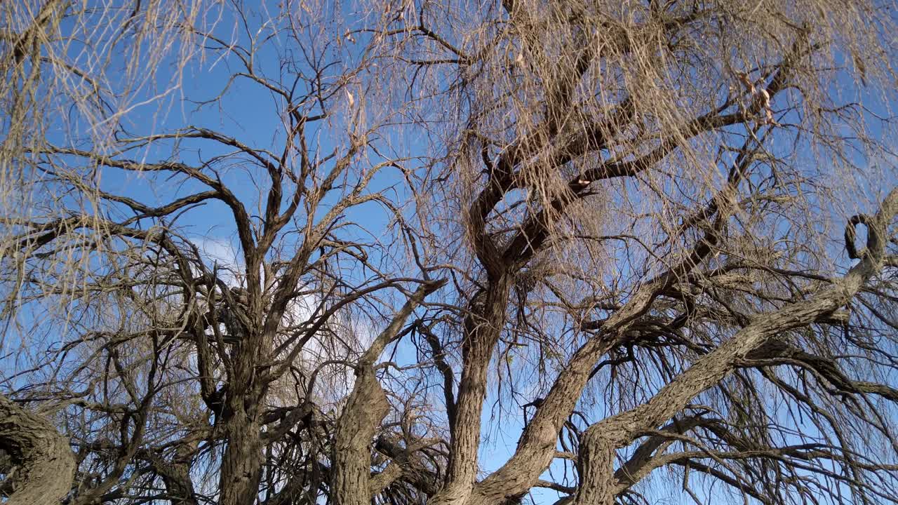 Lonely barren dried big old tree during a drought season in Australia with the blue sky in the background. Panning right