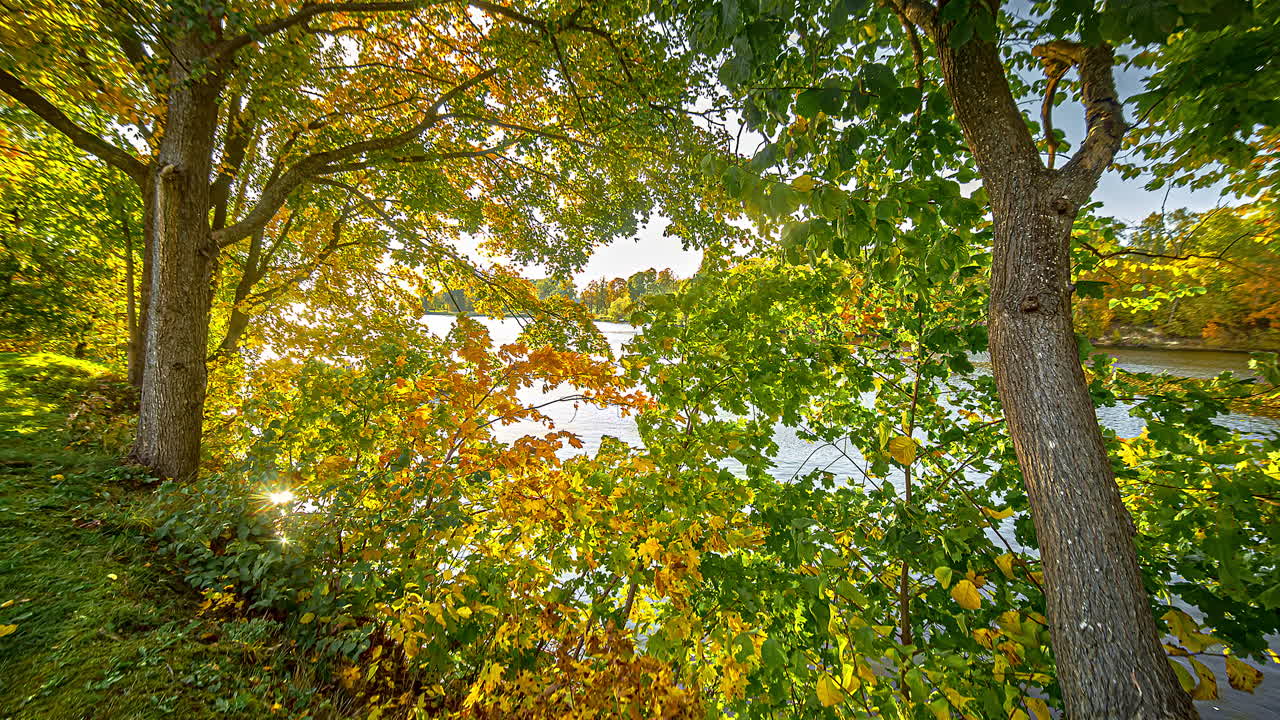 vegetación verde ondeando en el viento a orillas del río en un día soleado, tiro de lapso de tiempo
