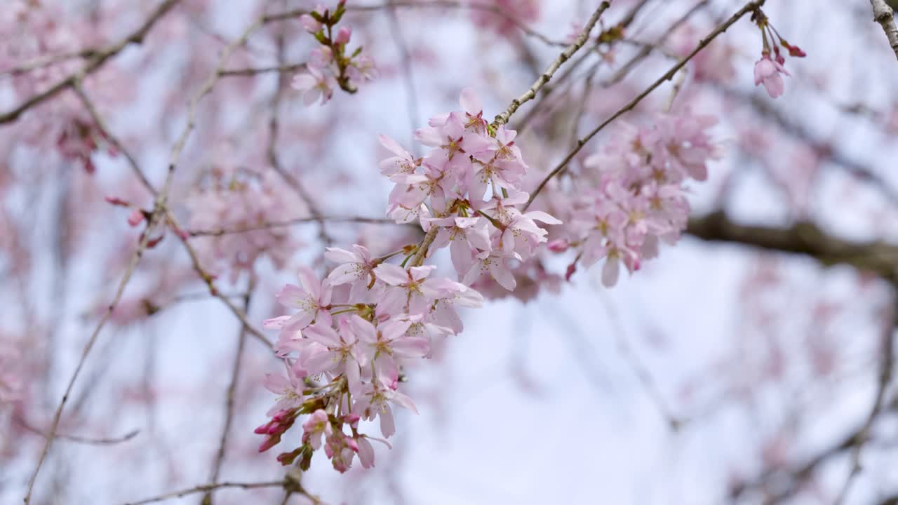 Close up of Sakura twig waving against blue sky in slow motion