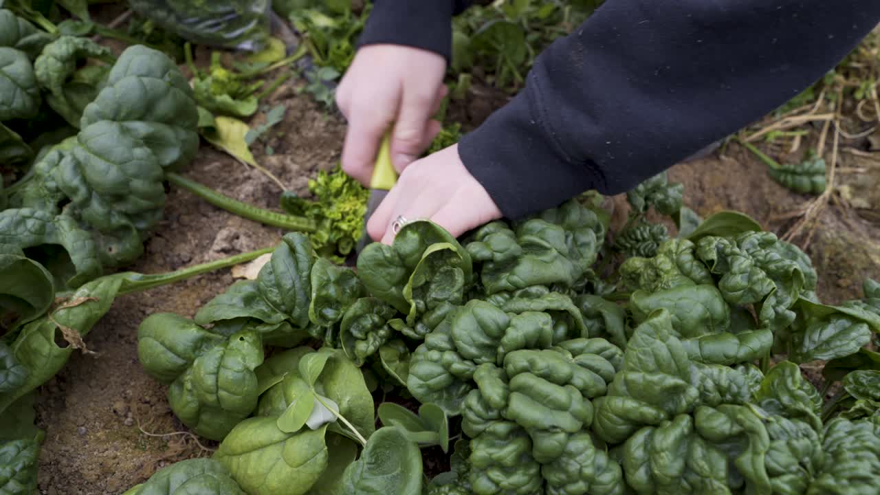 Harvesting Fresh Spinach in the Garden