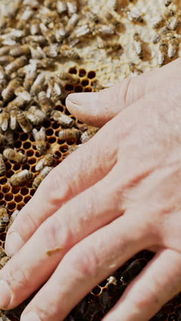 a beekeeper keeps a wooden frame with honeycomb and bees. close-up of honey bee vertical video