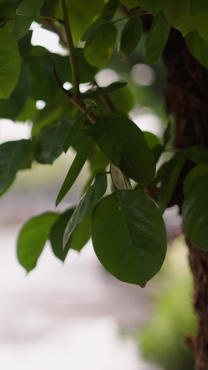 Close-up of Green Leaves with Person in Background