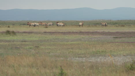 Wide-shot---Przewalski-horses-standing-in-Prairie-and-looking-at-camera