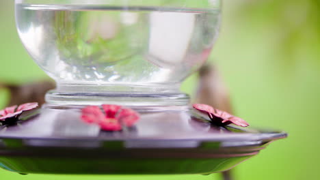 hummingbird feeding at a nectar feeder