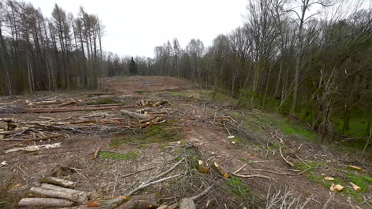 montones de árboles talados, troncos aserrados, ramas y aserrín, vista aérea