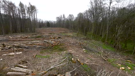 piles of felled trees, sawn logs, branches and sawdust, aerial view