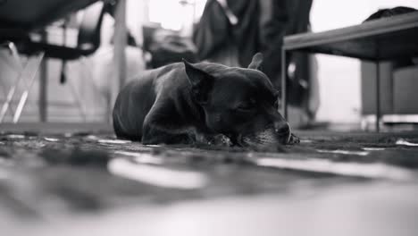 Un-Perro-Negro-Descansando-Pacíficamente