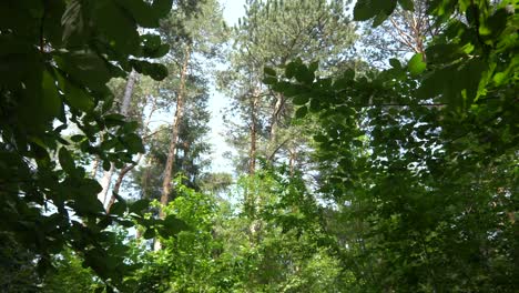 slow walking in the forest with view from below and large trees