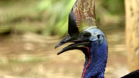 head shot of a large flightless bird - southern cassowary eyes blinking