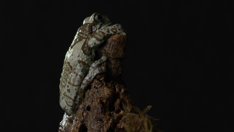 Milky-Tree-Frog-perched-on-tree-at-night---wide-shot