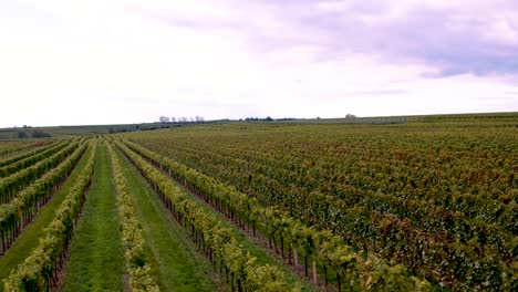 Beautiful healthy looking vineyards in Austrian countryside