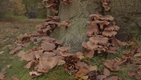 Schöner-Dolly-In-Honigpilz,-Der-Am-Fuß-Des-Baumes-Im-Wald-Wächst