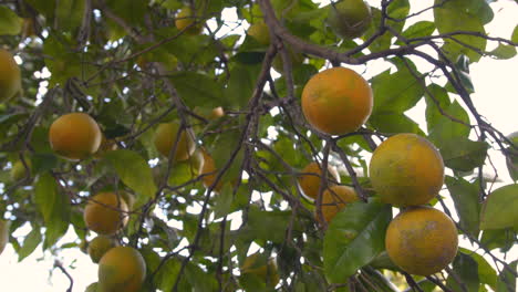 Looking up and seeing fresh organic oranges in the tree