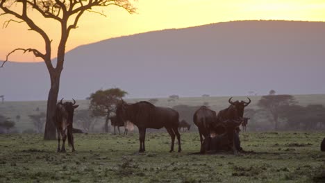 Wilderbeest-in-Evening-Sun-01