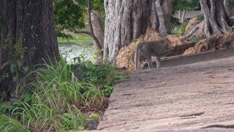 Macaque-Monkey-Exploring-by-the-Water