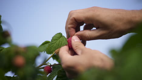 Caucasian male's hands pick raspberries from bush, slow motion