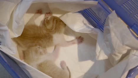 파란 플라스틱 상자에 있는 새끼 고양이