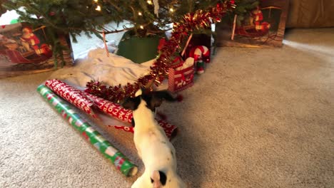 little dog chewing on christmas tree decorations