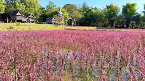 campo de arroz colorido con casas tradicionales cercanas