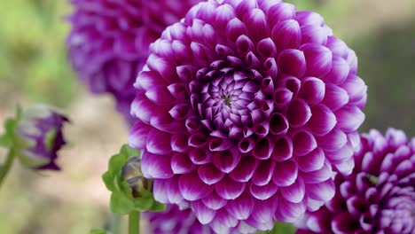 Dark-pink-ball-dahlia-flower,-closeup-of-stunning-ornamental-bloom-outdoors