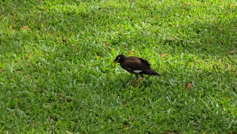 Gewöhnlicher-Myna--Oder-Indischer-Myna--Oder-Mynah-Vogel,-Der-Auf-Grünen-Wiesen-Oder-Rasenflächen-Auf-Nahrungssuche-Geht