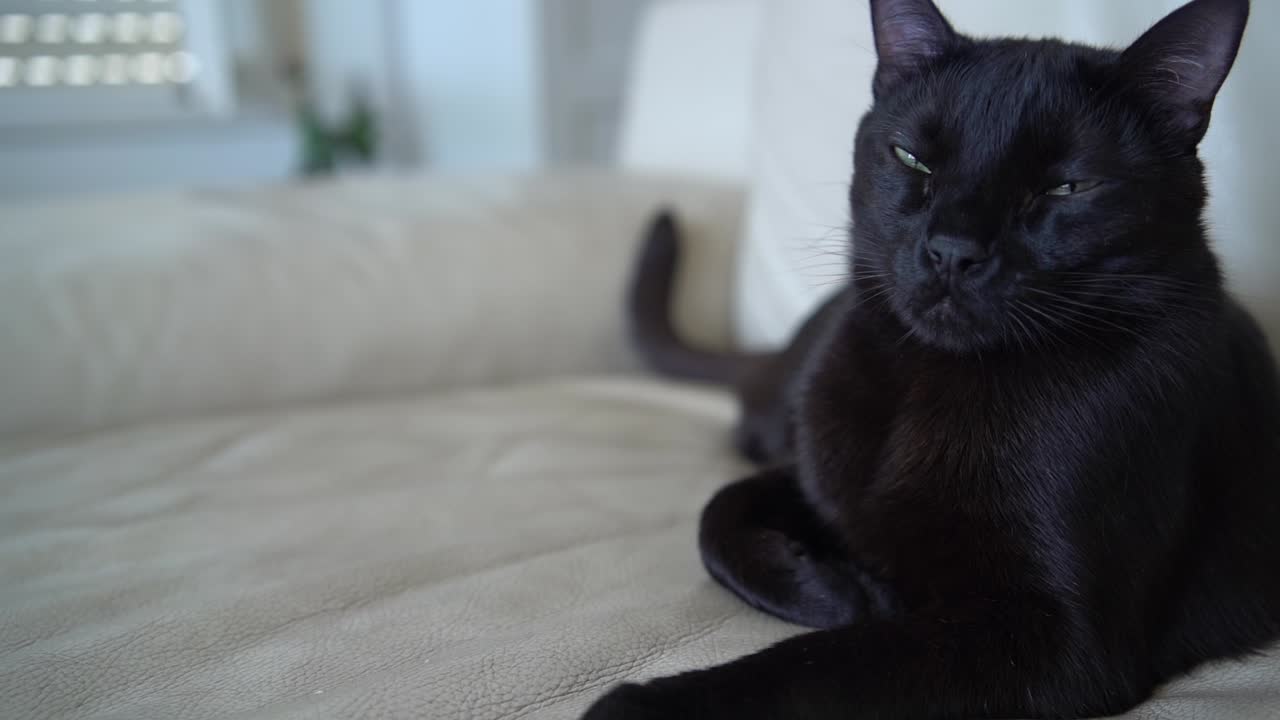 Un gatto nero siede su un divano in pelle bianca in un soggiorno