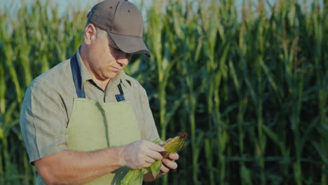 The-Farmer-Examines-The-Head-Of-Corn-Standing-In-The-Field-4K-Video