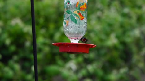 Red-Throated-Humming-bird-at-a-bird-feeder