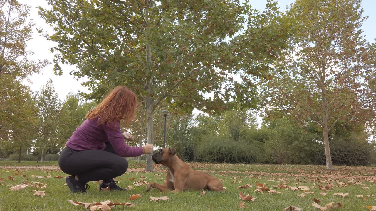 Woman training her boxer dog in the park