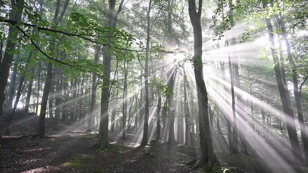 안개와 나무를 통해 빛나는 놀라운 햇빛과 함께 숲의 슬라이더 샷