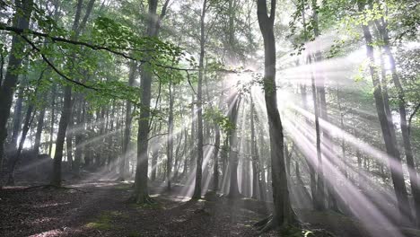 slider shot of forest with amazing sunrays shining through the mist and the trees