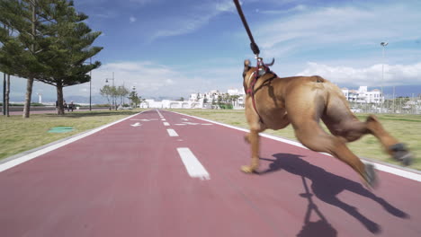 Following boxer dog running fast