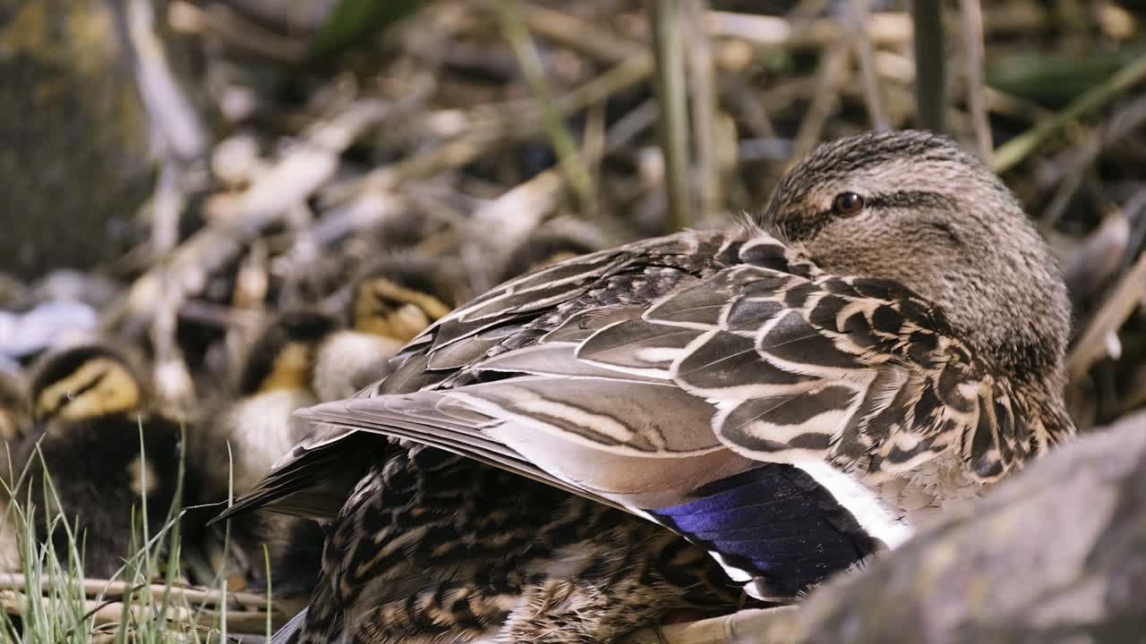 mamá y sus patitos se relajan cuando algo los asusta
