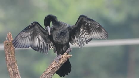 cormorant-relaxing-on-tree-