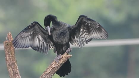 cormorant relaxing on tree