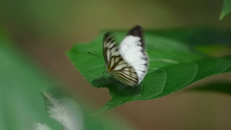 flapping its wings, as the striped albatross appias libythea olferna is on top of a leaf at kaeng krachan national park, while other butterflies are flying around it