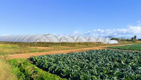 Flugzeug-Mit-Stabilisator-Gimbal.-Große-Salat--Und-Kohlplantage-In-Diagonalen-Linien,-Geschützt-Mit-Schwarzem-Kunststoff