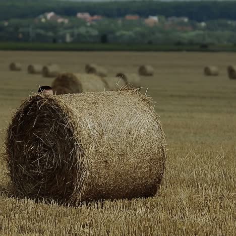 glückliches kind auf dem feld