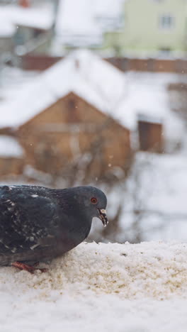 gray pigeon dove sit on the snow on cold frosty day in winter. dove eating food vertical video