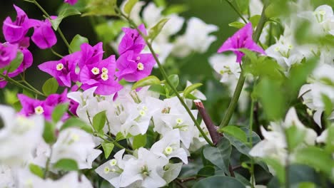 pink and white flowers in lush greenery