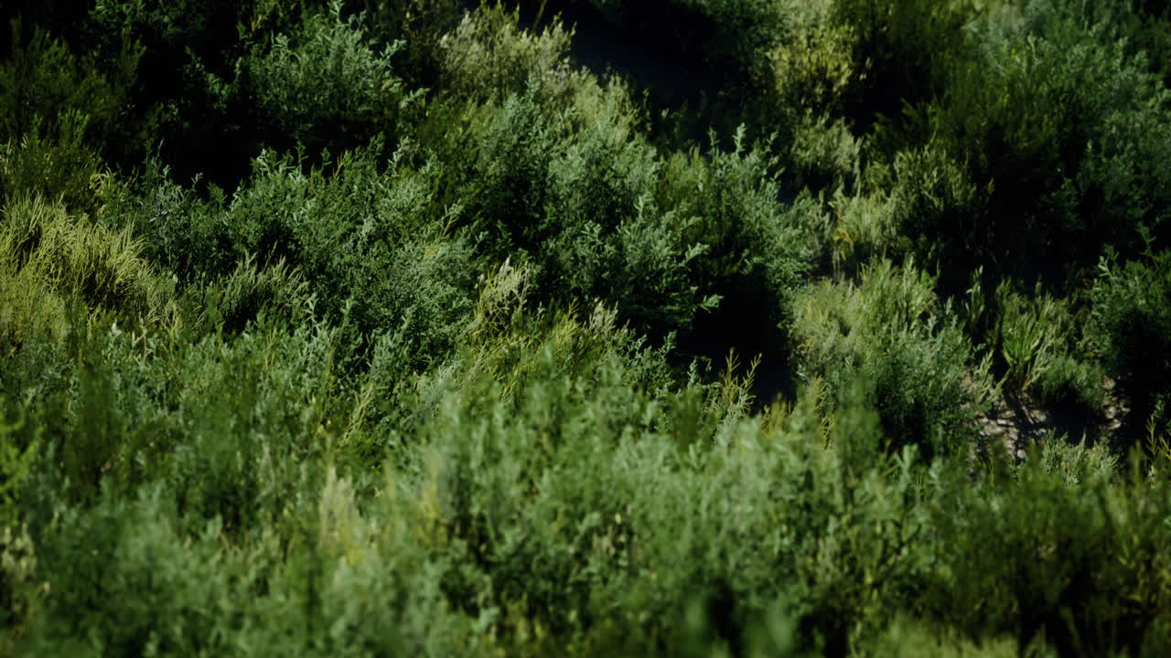 Lush greenery covers hillside in vibrant shades of green during daylight