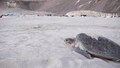 tortuga en la playa después de poner huevos en la playa de omán